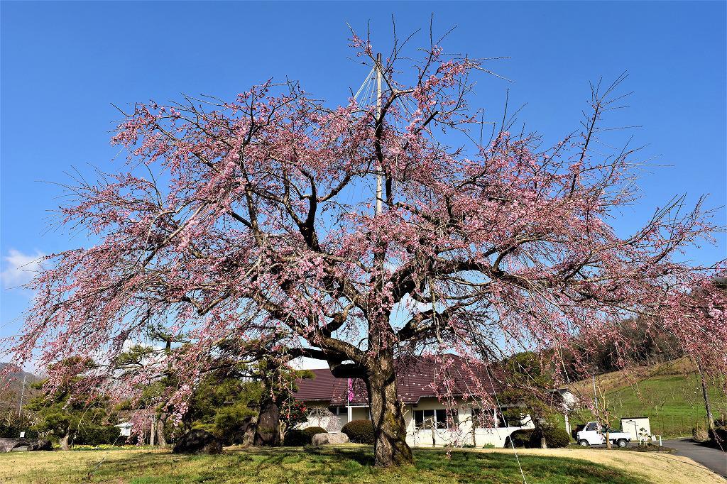 夜久野高原しだれ桜 桜花祭の開催と開花状況 ニュース イベント 海の京都 森の京都 福知山観光協会オフィシャルホームページ