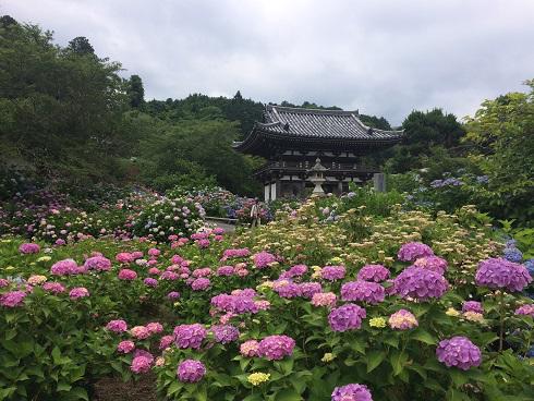 あじさいの季節到来 丹州觀音寺 円満院など見頃です ニュース イベント 海の京都 森の京都 福知山観光協会オフィシャルホームページ